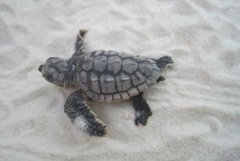 海龟在海湾海岸