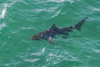 鲨鱼的海湾国家公园码头