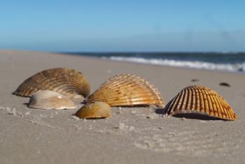阿拉巴马州的海滩上壳