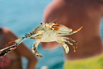 捕蟹在海湾海岸&橙色海滩万博官方网页版