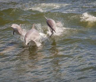 海豚在橙色海滩游泳