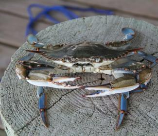 阿拉巴马湾沿岸的蓝蟹