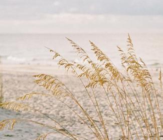 海湾海岸的沙丘，美国