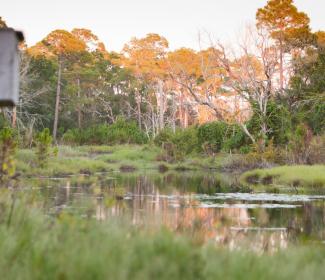 淡水沼泽造成国家野生动物保护区