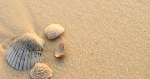 橙滩海贝壳