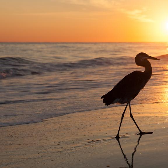 苍鹭在日落时分漫步在奥兰治海滩