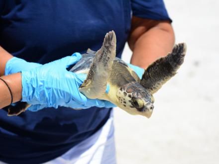 分享海滩海龟释放